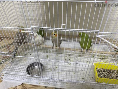 ( Urgent ) 2 Baby Parrots and 3 cockatiels ( 3 months old ) well tamed