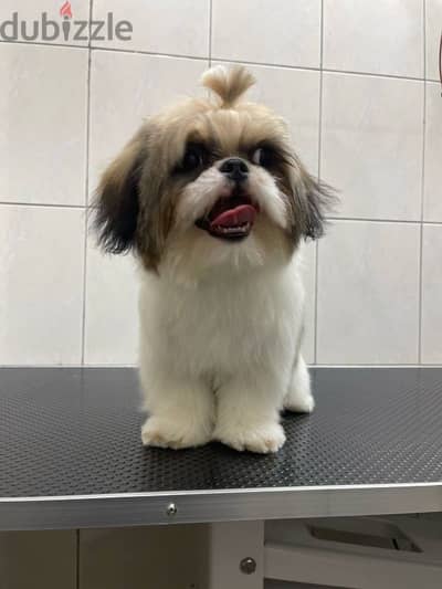 American Shih Tzu puppy 6 Months old