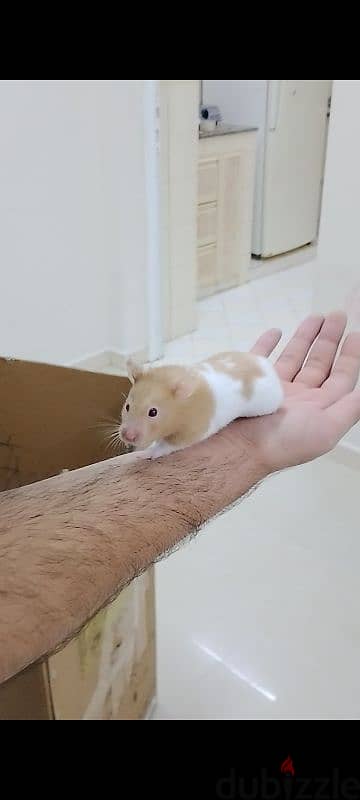 Syrian Hamster