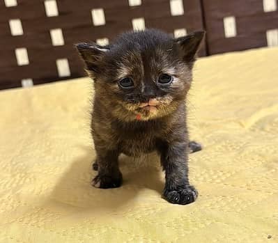 british short hair kitten cross