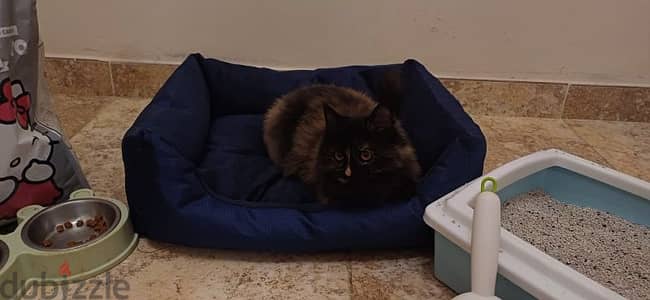 Persian cat for sale at a cheap price