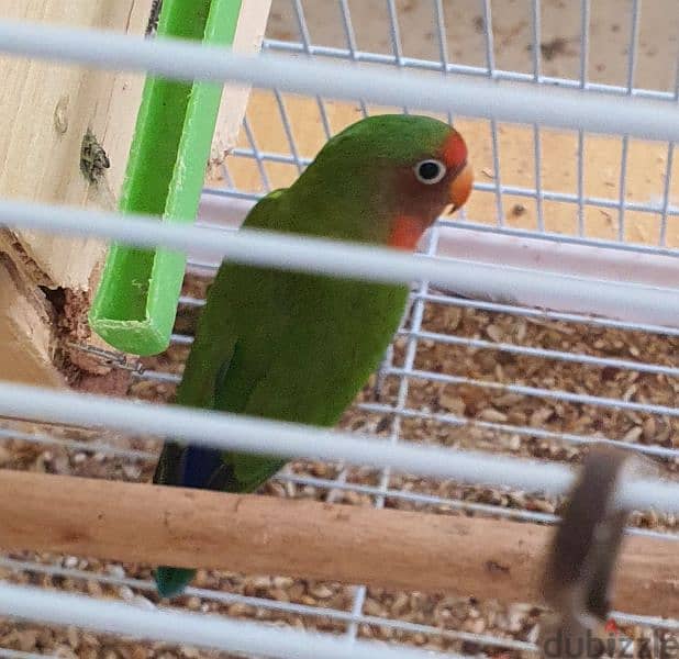Lovebirds pair with for Sale. 1