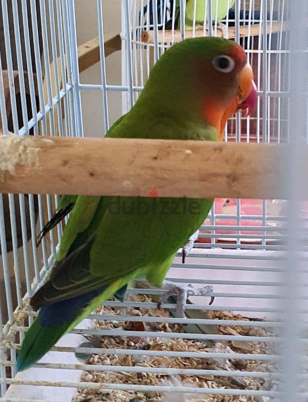 Lovebirds pair with for Sale. 2