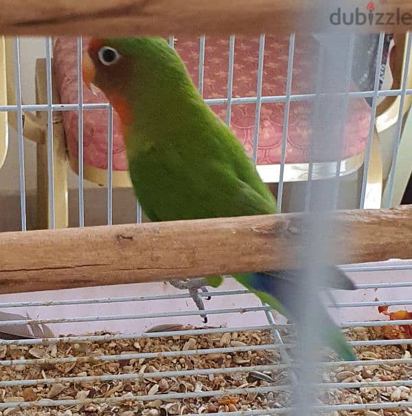 Lovebirds pair with for Sale. 3
