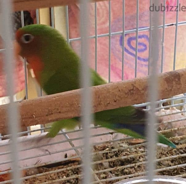 Lovebirds pair with for Sale. 4