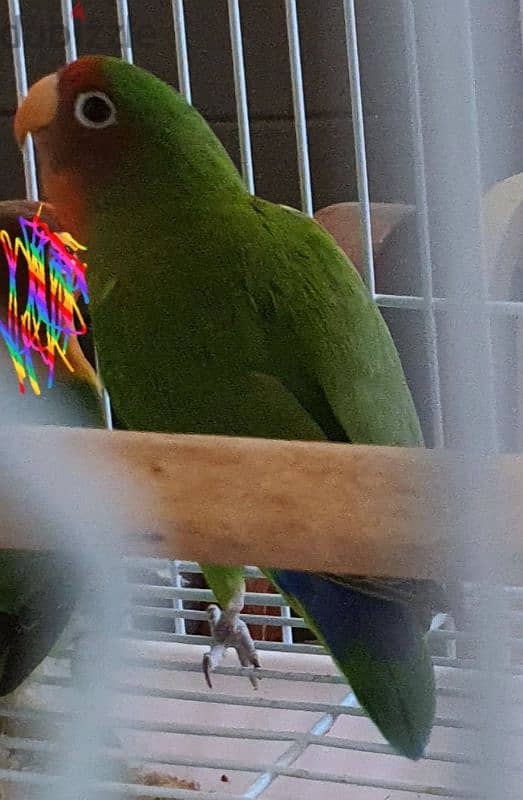 Lovebirds pair with for Sale. 5