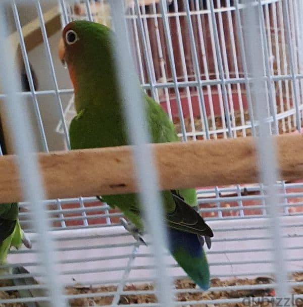 Lovebirds pair with for Sale. 6
