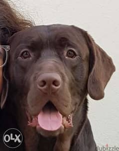 Male Labrador Looking for Female for Mating