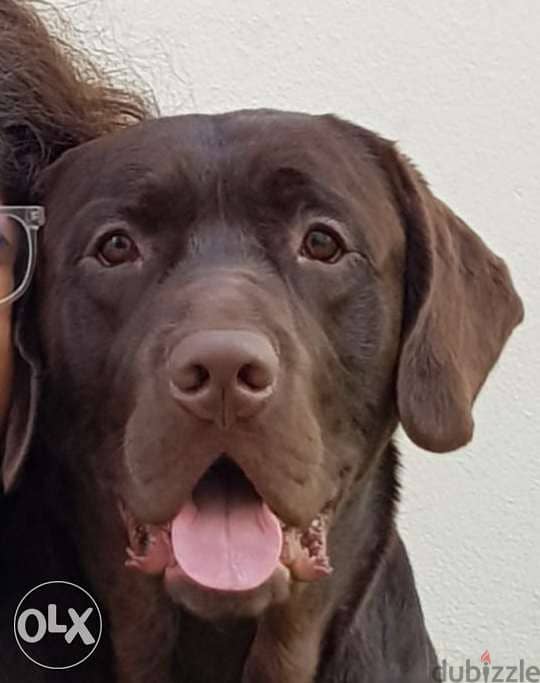 Male Labrador Looking for Female for Marriage 4