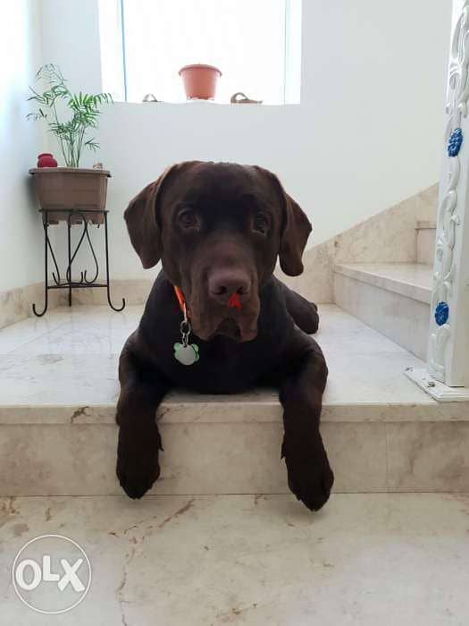 Male Labrador Looking for Female for Marriage 1