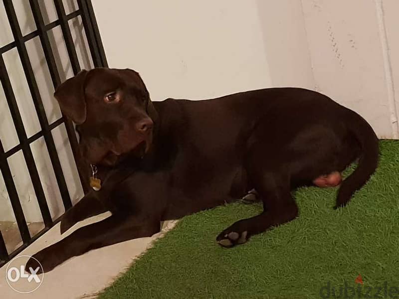 Male Labrador Looking for Female for Marriage 2