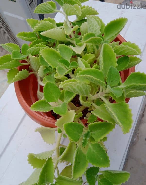 Mexican Mint 1