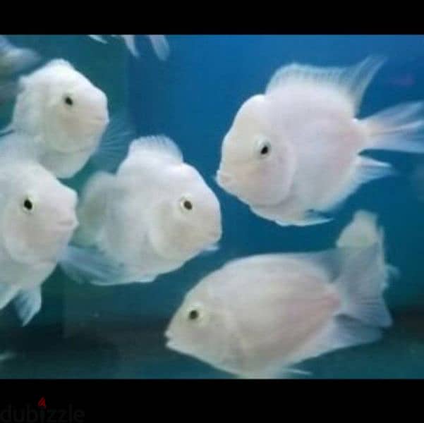 blue polar parrot fish 1
