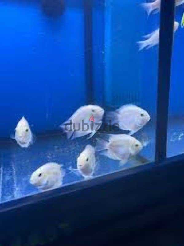 blue polar parrot fish 2