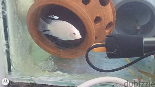 parrot fish