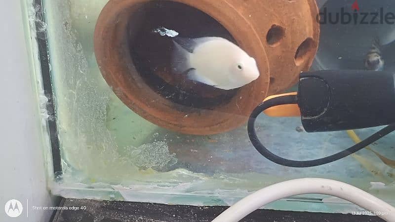 parrot fish 1