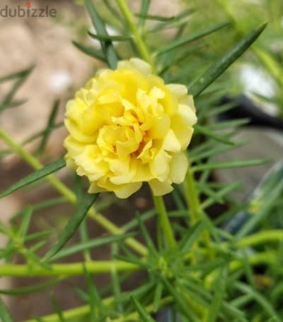 combined yellow portulaca grandiflora