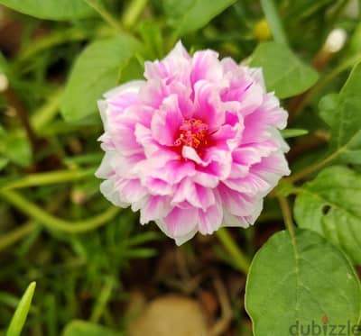 Pink and White portulaca grandiflora