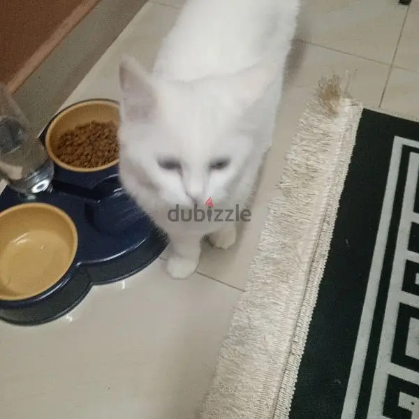 قط للبيع65565023676161121