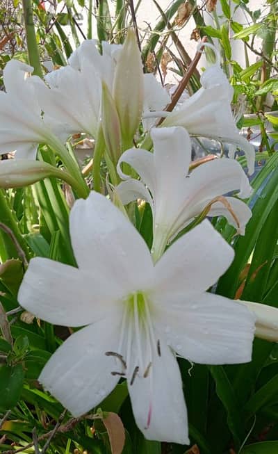 white Lilly