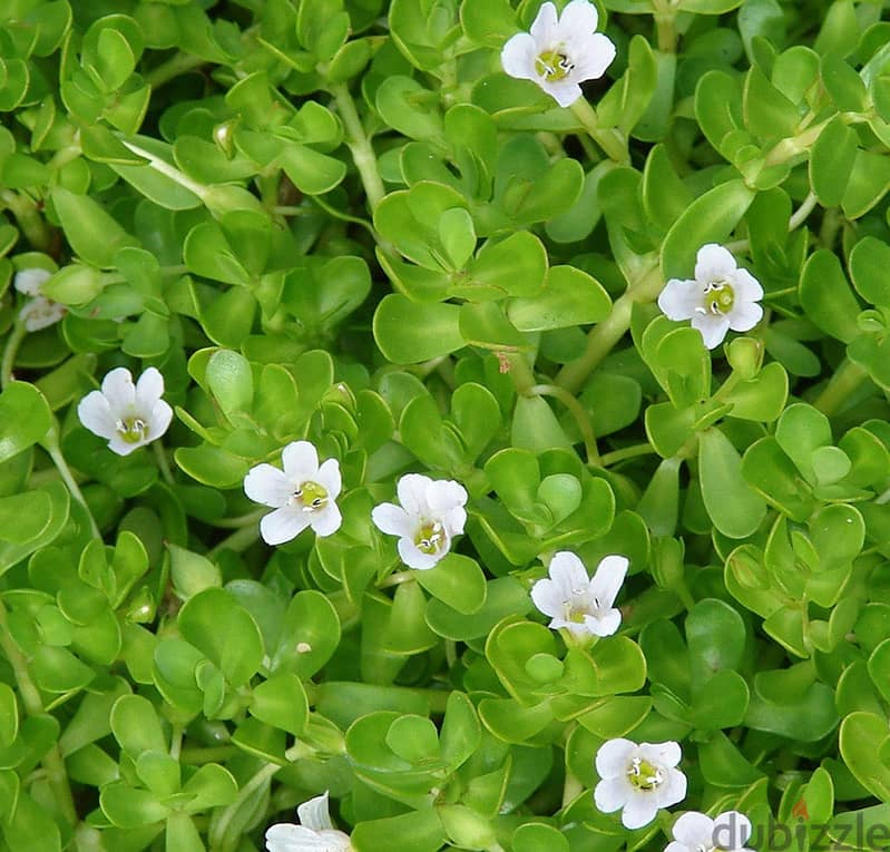 Bacopa(Brahmi) 1