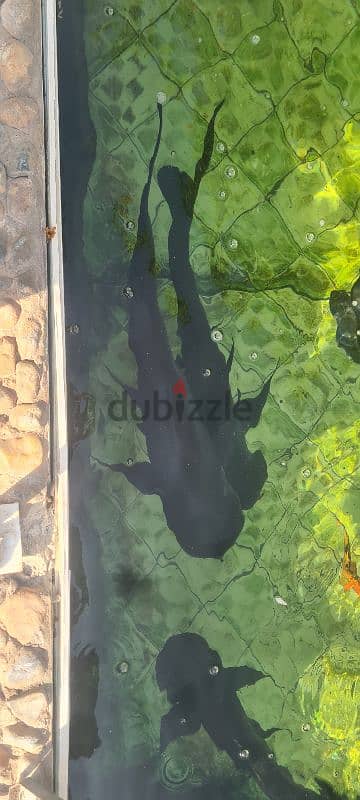 Sweet Water-Sharks 1