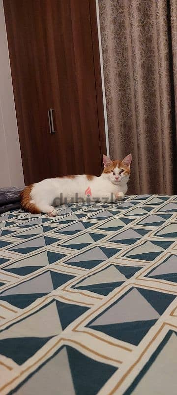 Cat for adoption
