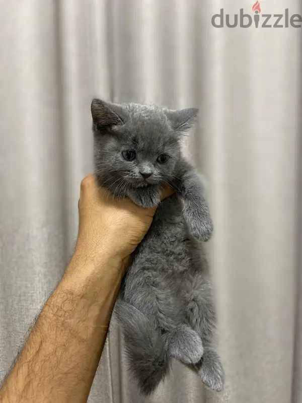 British shorthair65567265316739121