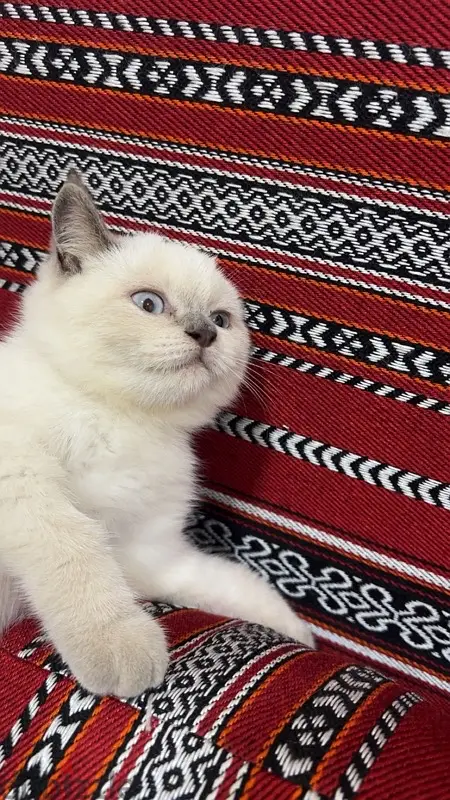 قطه للبيع65567282349955121
