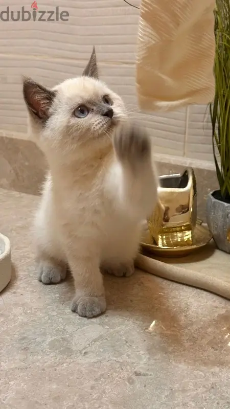 قطه للبيع65567282349955122