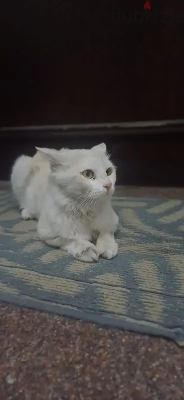 قطة ضائعة / بيع فوري65567291787521122