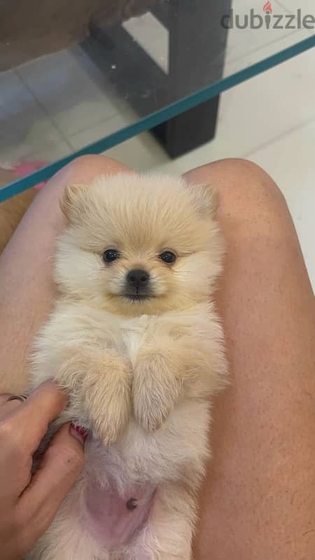 Pomeranian pure 1
