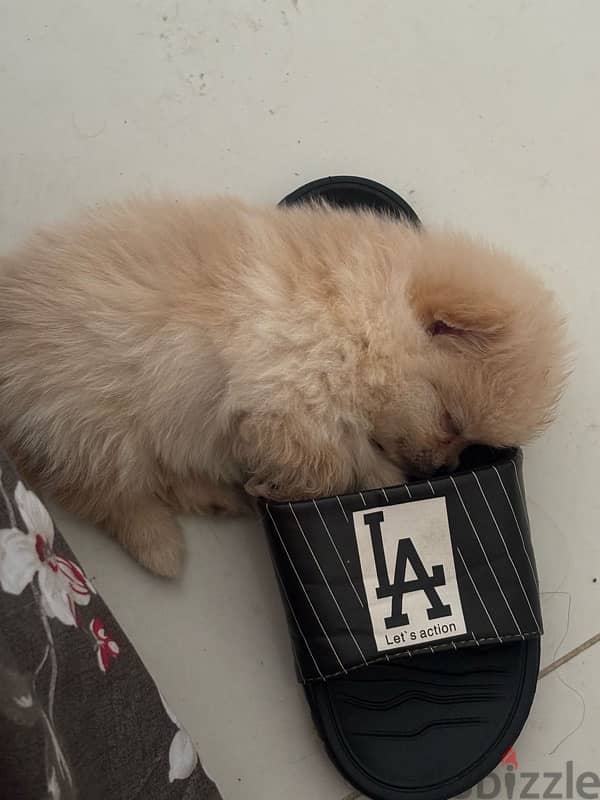Pomeranian pure 2