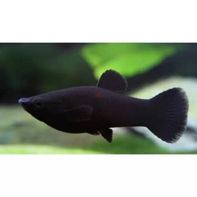 black molie