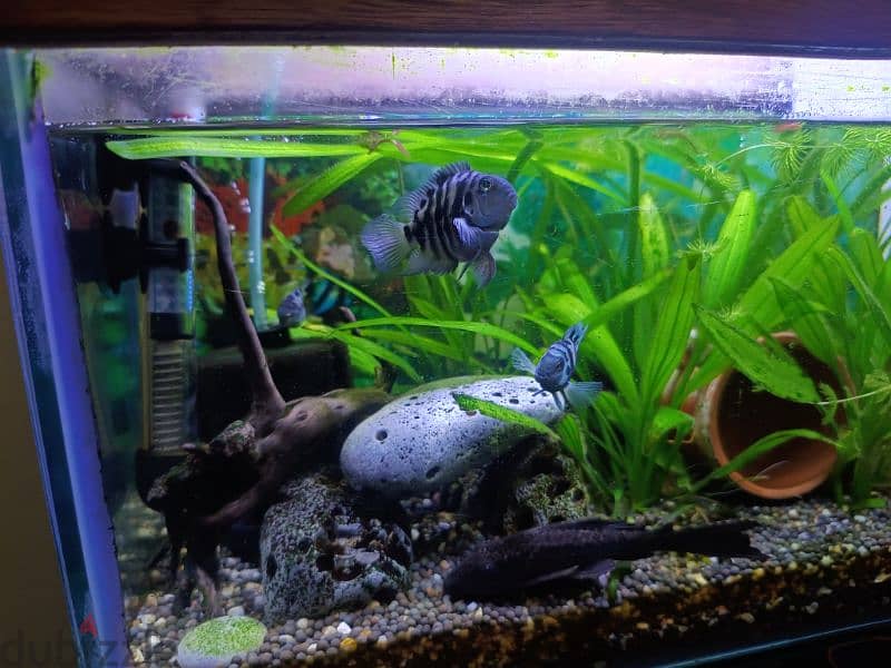 polar fish 1