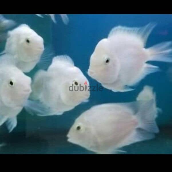 polar fish 2