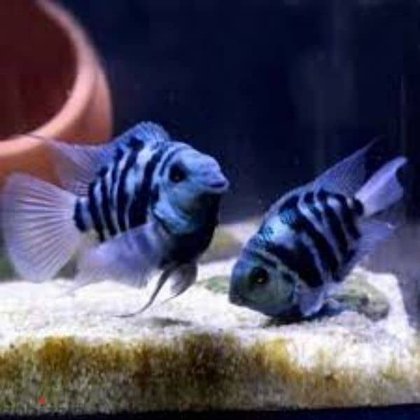 polar fish 3