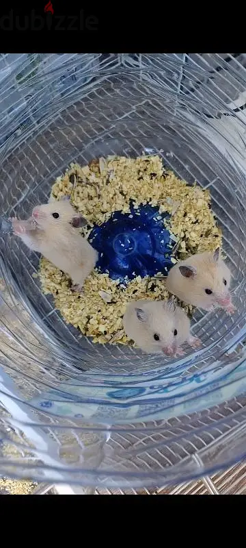 Hamster65178884936323122