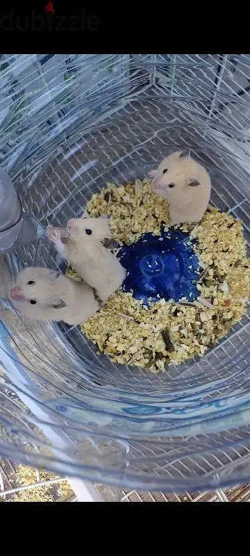 Hamster65178884936323123