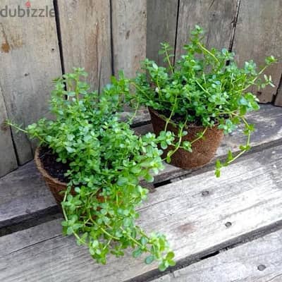 brahmi plant