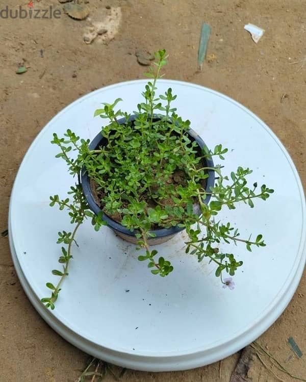 brahmi plant 1
