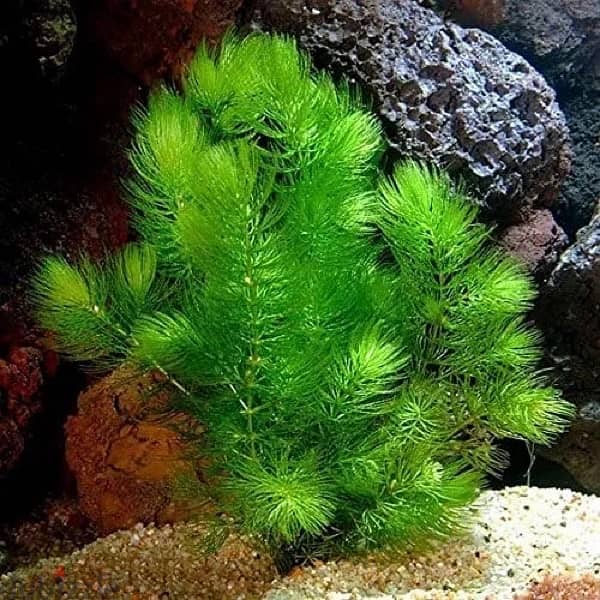 fox tail plant/ hornwort 1