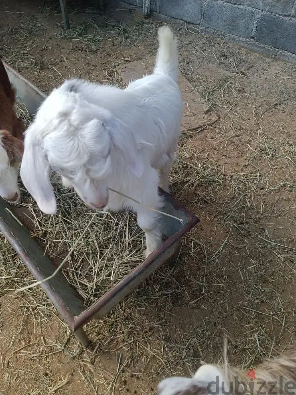 لجفنين لخرس الأخيرة65178885053314121