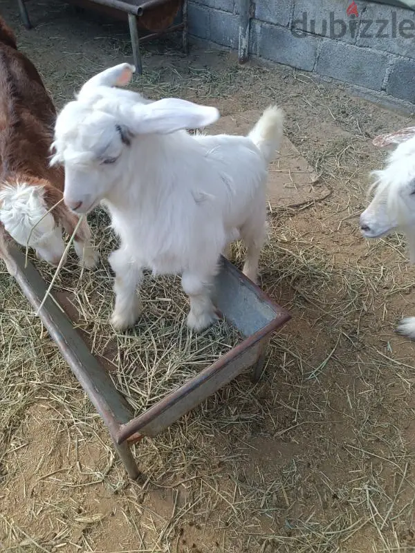 لجفنين لخرس الأخيرة65178885053314122