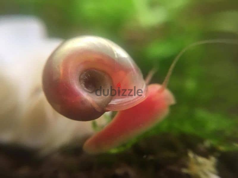 5pcs=1 rial Pink Ramshorn Snails 1