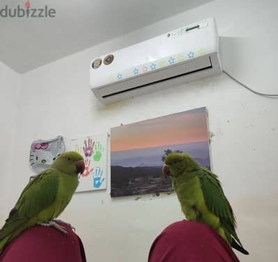 parrot's for sale