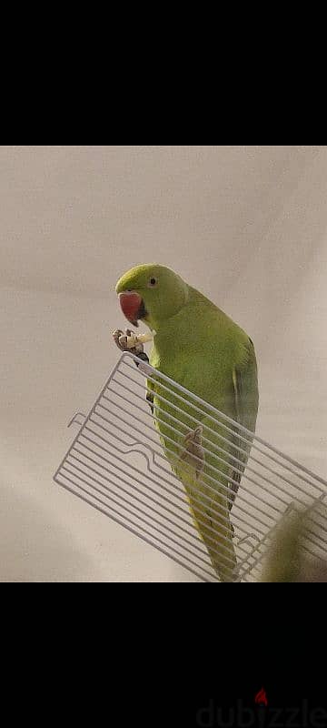 parrot's for sale 1