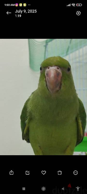 parrot's for sale 2