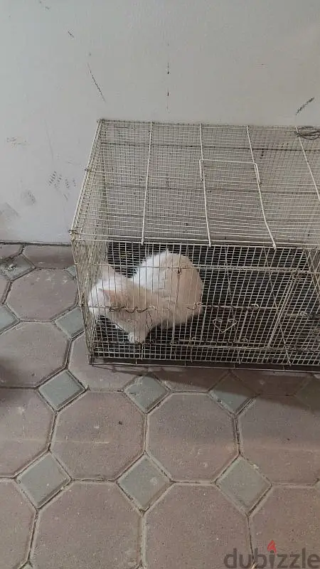 قطة أنقذت لغرض التبني65569572623875122