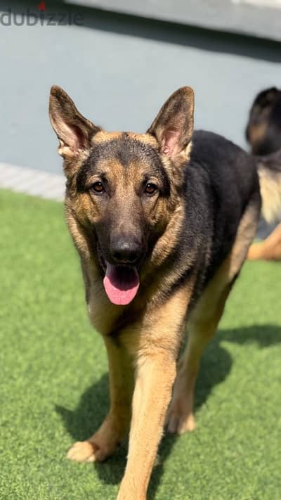 GERMAN SHEPHERD